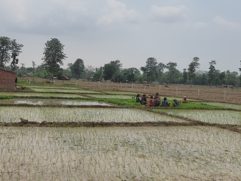 साउन दोस्रो सातासम्म ७७ प्रतिशत धान रोपाइँ, वर्षा कम हुँदा तराईमा ५९ प्रतिशत मात्र
